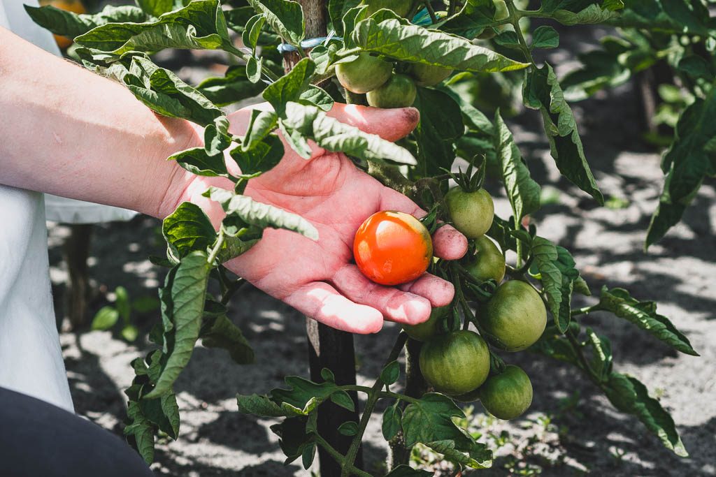 Hand hält Tomate am Strauch