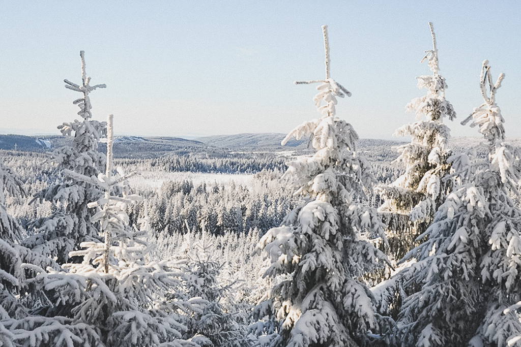 Wald mit Schnee Winter-Wanderung im Harz