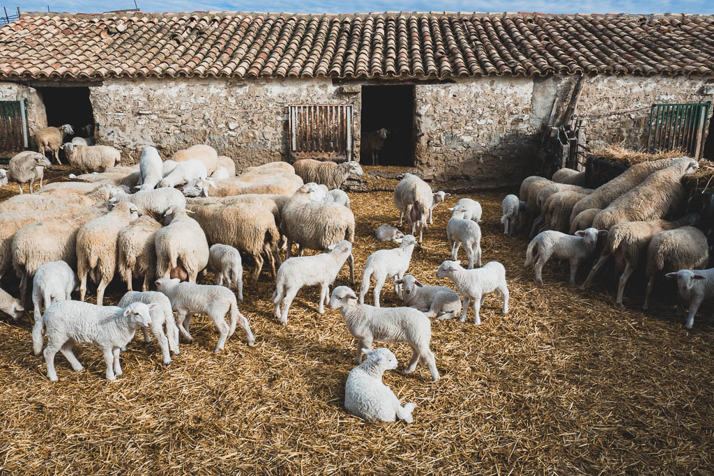 Schafe Buggy-Tour Wüste Bardenas Reales in Spanien