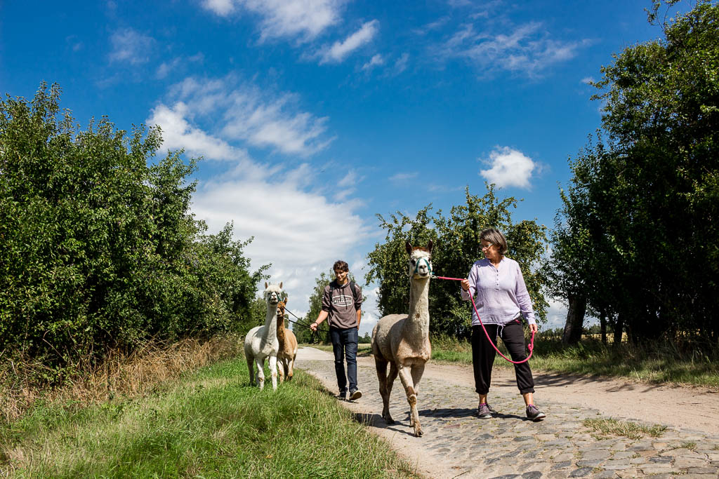 Wandern mit Alpakas in Zernitz Sachsen -Anhalt