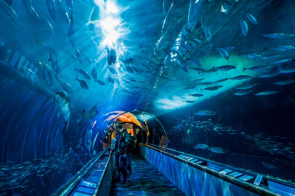 Glastunnel im Aquariom of the Bay San Francisco in 3 Tagen aktiv entdecken – Reisetipps, Highlights und besondere Aktivitäten