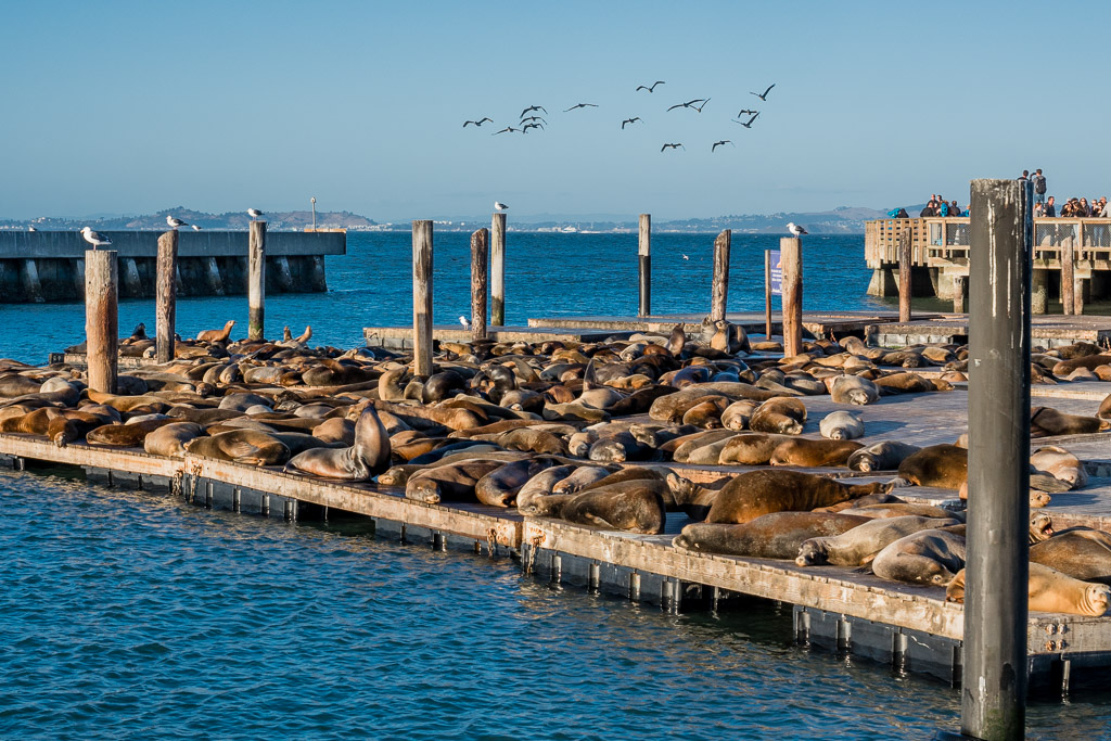 Seelöwen Pier 39 Fishermans Wharf San Francisco in 3 Tagen aktiv entdecken – Reisetipps, Highlights und besondere Aktivitäten