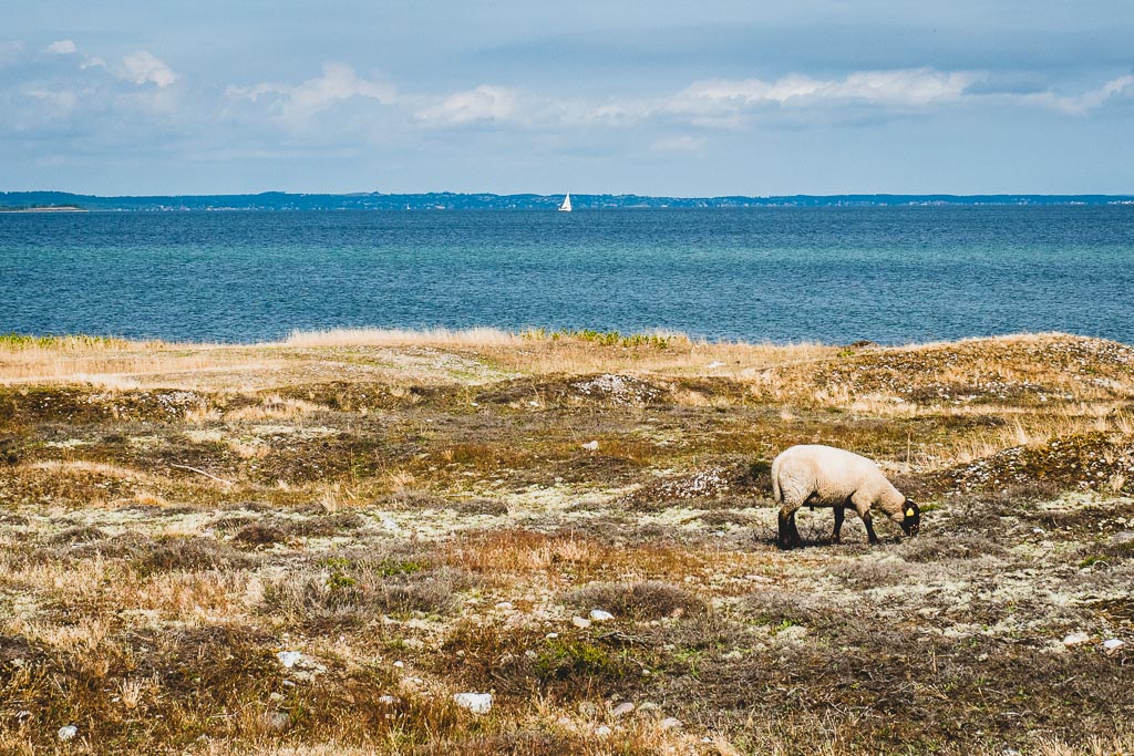 Strand im Nationalpark Mols Bjerge in Dänemark Urlaub in Djursland: Ausflugsziele und Sehenswürdigkeiten rund um Ebeltoft Dänemark